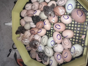 Cine dorește pui de casa !!! - imagine 3