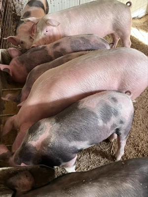 soldani 50-70 kg - imagine 2