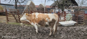 De vânzare 2 văcuțe, junincă cu vițeluș și bălțată gestanta - imagine 3