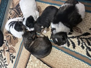 Vând Căței Bichon Maltez - imagine 3