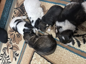 Vând Căței Bichon Maltez - imagine 2