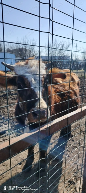 Disponibile  2 văcuțe  - imagine 3