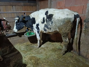 vind juninca dea fata 