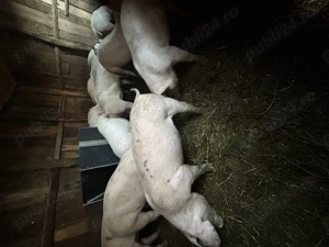 Vând purcei și porci  - imagine 3