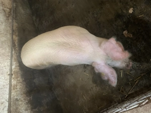 Vind porc pentru sacrificat - imagine 3