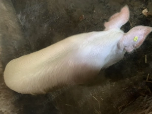 Vind porc pentru sacrificat - imagine 2