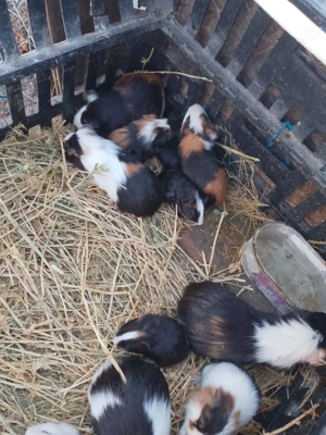 Porcusori de guineea  - imagine 5