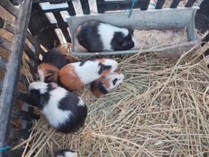 Porcusori de guineea  - imagine 2