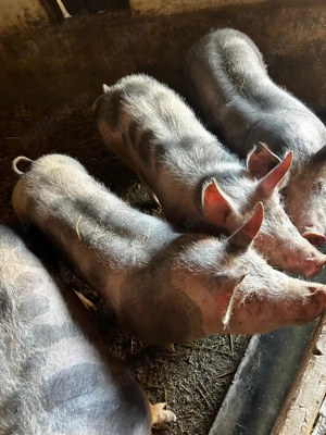 Baloti lucerna de vânzare 30 lei balot, baloti paie 15 lei balot, purcele pt monta 13 lei, Ilfov.  - imagine 4