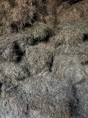 Baloti lucerna de vânzare 30 lei balot, baloti paie 15 lei balot, purcele pt monta 13 lei, Ilfov.  - imagine 2