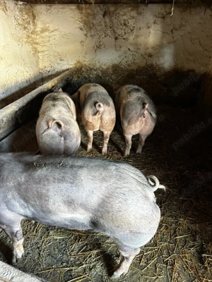 Baloti lucerna de vânzare 30 lei balot, baloti paie 15 lei balot, purcele pt monta 13 lei, Ilfov.  - imagine 3