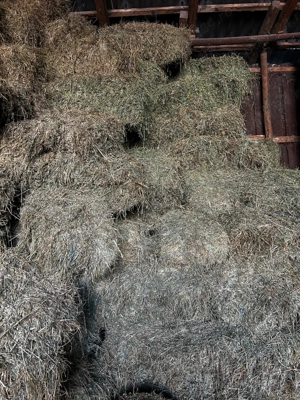 Baloti lucerna de vânzare 30 lei balot, baloti paie 15 lei balot, purcele pt monta 13 lei, Ilfov.  - imagine 5