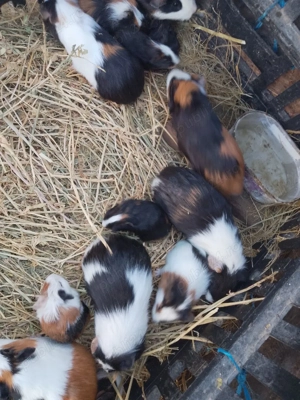 Porcusori de guineea  - imagine 4