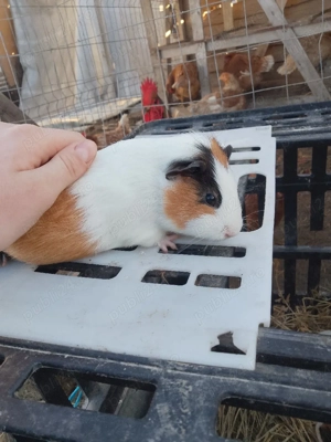 Porcusori de guineea  - imagine 3