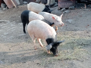 Grăsuni Bazna - imagine 3