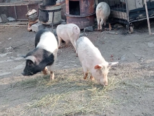 Grăsuni Bazna - imagine 2