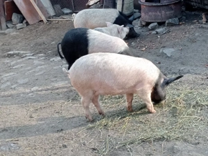 Grăsuni Bazna - imagine 4