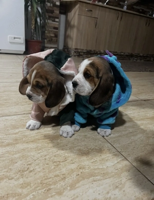 Căței Beagle de rasă   jucăuși, sănătoși și gata de o familie iubitoare  - imagine 4