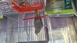 Vand nifa foarte blândă sta și prin casa cu tine - imagine 2