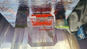 Vand nifa foarte blândă sta și prin casa cu tine - imagine 4