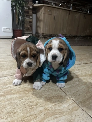 Căței Beagle de rasă   jucăuși, sănătoși și gata de o familie iubitoare  - imagine 3