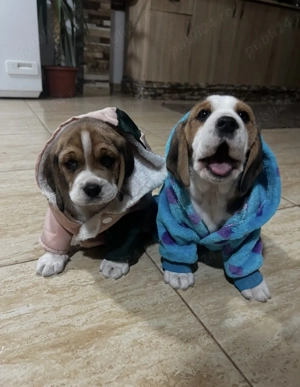 Căței Beagle de rasă   jucăuși, sănătoși și gata de o familie iubitoare 
