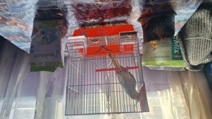 Vand nifa foarte blândă sta și prin casa cu tine - imagine 3