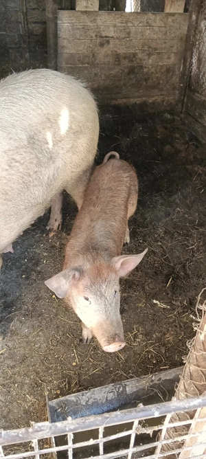 Vand soldani - imagine 3