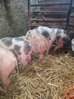 Purcei rasa Pietran si Duroc  - imagine 3