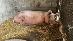 Purcea de vanzare Pietran cu Marele Alb! - imagine 4