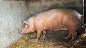 Purcea de vanzare Pietran cu Marele Alb! - imagine 2