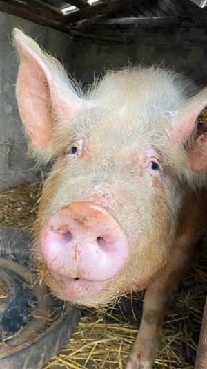 Purcea de vanzare Pietran cu Marele Alb! - imagine 5