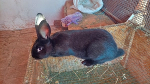 iepuri de vânzare  - imagine 2