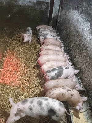 Purcei rasa Pietran si Duroc  - imagine 5