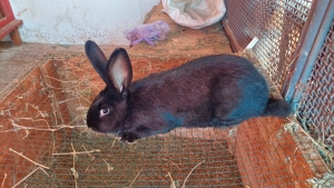 iepuri de vânzare  - imagine 3