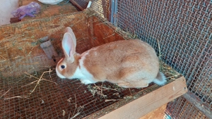 iepuri de vânzare  - imagine 5