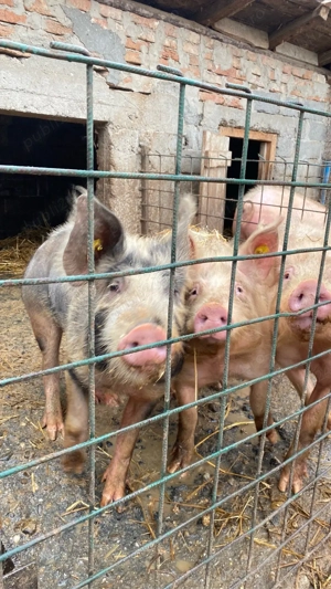 Porci de Vânzare!!