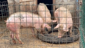 Porci de Vânzare!! - imagine 2