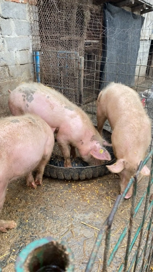 Porci de Vânzare!! - imagine 4