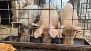 Porci de Vânzare!! - imagine 3