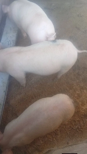 vand 3 purcei  - imagine 2