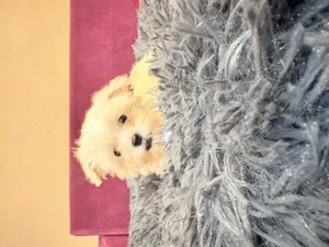 Bichon Maltez 2 luni - imagine 3