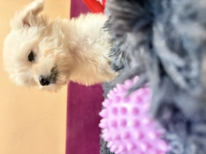 Bichon Maltez 2 luni - imagine 2
