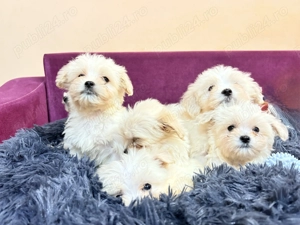 Bichon Maltez 2 luni - imagine 4