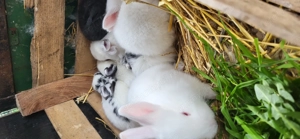 Vanzare iepuras - imagine 5