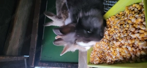 Vanzare iepuras - imagine 4