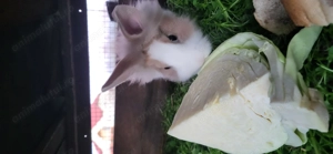 Vanzare iepuras - imagine 3