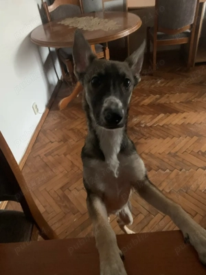 ofer cățelușă spre adopție  - imagine 3