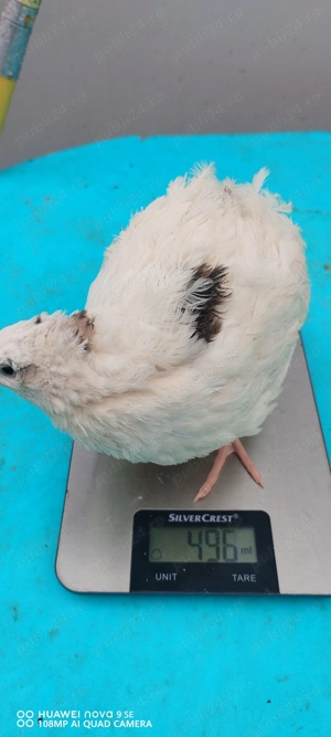  prepelițe outoare!  - imagine 4