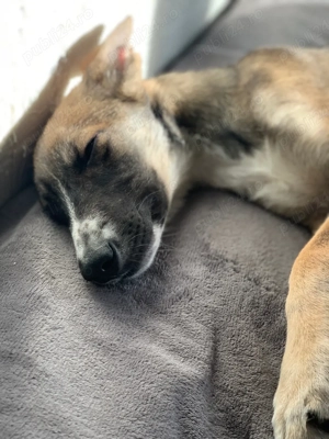 ofer cățelușă spre adopție  - imagine 4